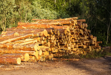 A pile of sawn logs on a field.