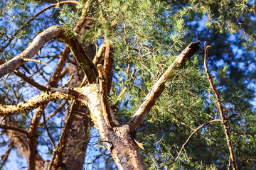 Pine tree branches close up.