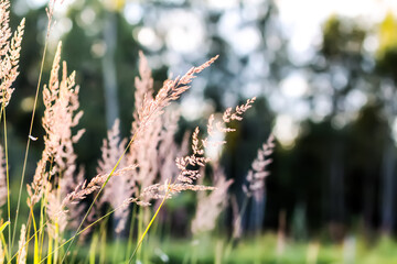 Wild grass on a field in a warm sunset light in a summer evening.
