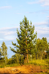 Rural landscape with a group of the pine trees in a summer day.