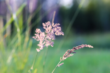 Wild grass on a field in a warm sunset light in a summer evening.