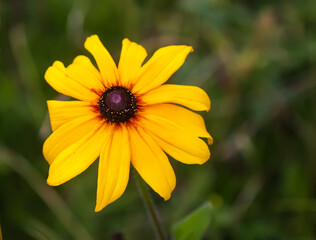 Rudbeckia hirta or Black-Eyed Susan yellow flowers. Ornamental garden plants in flowering season at summer.