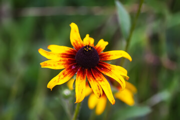 Rudbeckia hirta or Black-Eyed Susan yellow flowers. Ornamental garden plants in flowering season at summer.