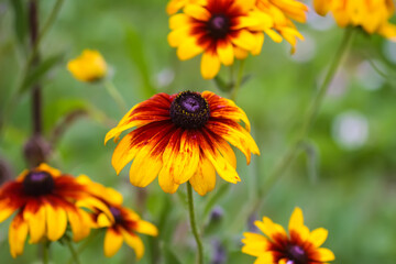 Rudbeckia hirta or Black-Eyed Susan yellow flowers. Ornamental garden plants in flowering season at summer.