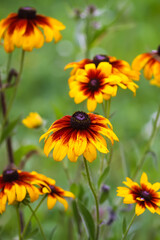 Rudbeckia hirta or Black-Eyed Susan yellow flowers. Ornamental garden plants in flowering season at summer.