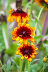 Rudbeckia hirta or Black-Eyed Susan yellow flowers. Ornamental garden plants in flowering season at summer.