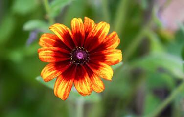 Rudbeckia hirta or Black-Eyed Susan yellow flowers. Ornamental garden plants in flowering season at summer.