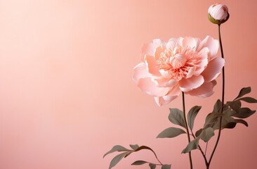 a pink peony flower and leaves surround a pink background
