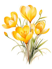 Fototapeta premium Watercolor yellow spring crocus flowers on white background 