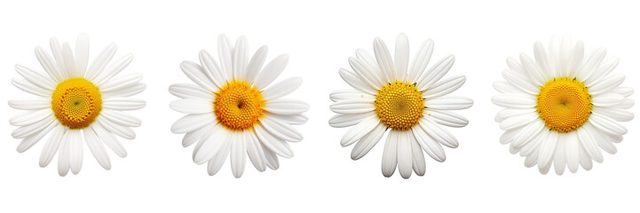 Set of daisy flower isolated on white or transparent background