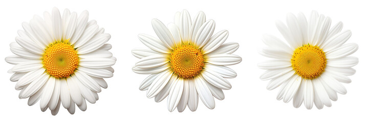 Set of daisy flower isolated on white or transparent background