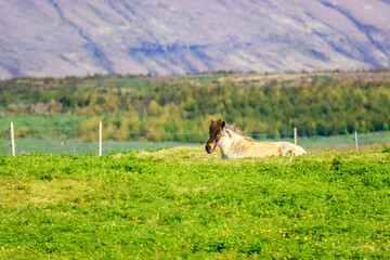 Fototapeta premium Thingvellir National Park, Reykjavik, Iceland