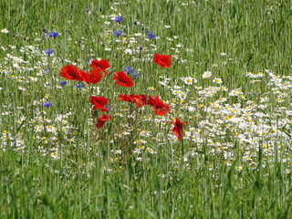 Getreidefeld mit Mohn, Kornblumen und R&ouml;mischer Kamille