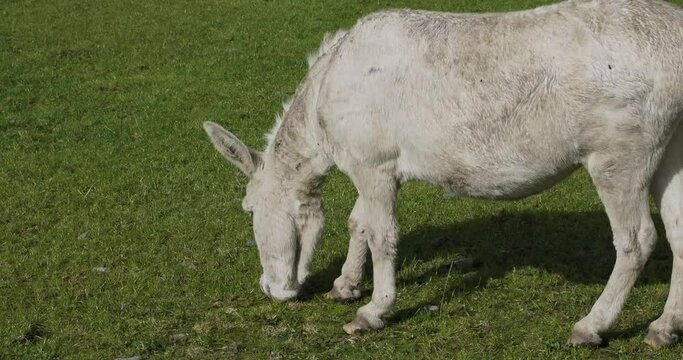 A white donkey with a gray mane and tail in a field. Albino. Slow motion. zoom out