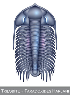 Trilobite Paradoxides Harlani, a Cambrian period creature.