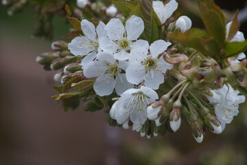 Obraz premium cherry blossoms