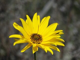Helianthus tuberosus