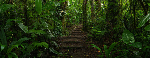 Tropical forest with very green vegetation
