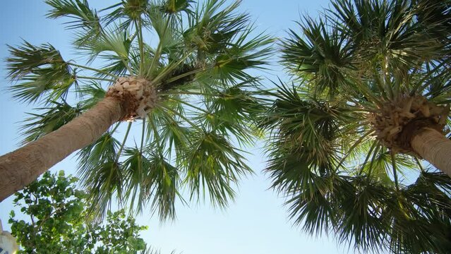 Camera moves past rows a palm trees on street. Sunny day. Wide view footage