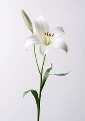 Flora lily nature closeup flower white blossom petal blooming beauty green floral plant