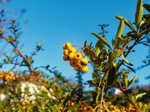 Closeup of yellow berries of a Pyracantha rogersiana (Asian firethorn)