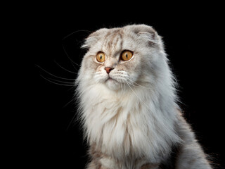 Regal Scottish Fold cat, poised and plush, against a stark black backdrop. Pet plays in studio 