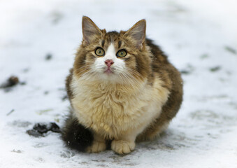 fat, fluffy, ginger cat with white breasts and green eyes. stands on the street in winter on white snow. close-up, domestic animal, beautiful cat