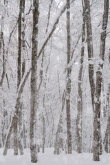 Fototapeta na wymiar 豪雪のブナの森