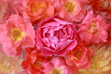 Fototapeta premium Summer macro yellow orange pink roses. Top view. Floral background. Yellow coral rose. Abstract background. Flower card. Valentine. Colorful flowers. Pastel pink roses texture. 