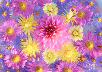 Pink purple yellow violet Chrysanthemum Flowers. Dahlia. Postcard. Floral banner. Top view. Texture and background. Abstract background. Close up beautiful Chrysanthemums. 