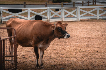 Brown cow in the farm.