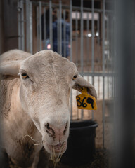 Fototapeta premium Goat in the Farm looking at the camera.