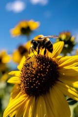 Close-up shot of a bumblebee, fuzzy and black and yellow created with Generative Ai