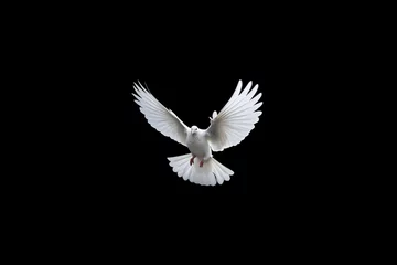 Fotobehang White dove on a black background, funeral © serz72