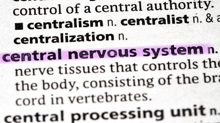 central nervous system