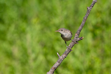 Eastern Olivaceous Warbler, Iduna pallida, foraging among wetland plants.