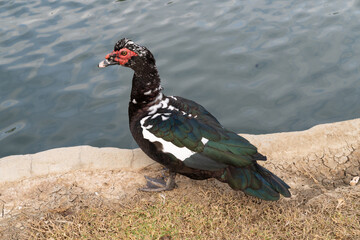 Muscovy Duck (Cairina moschata)