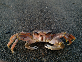 crabs that live on a black sand beach. crab on the beach.