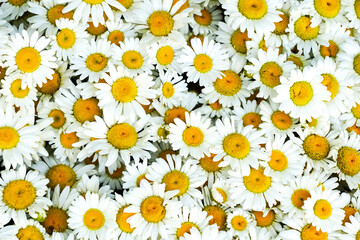 Wild white daisy flowers background, white chamomiles, common daisy, dog daisy, daisies, oxeye daisy