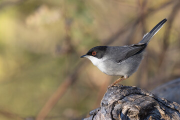The Sardinian warbler (Curruca melanocephala) is a common and widespread typical warbler from the...