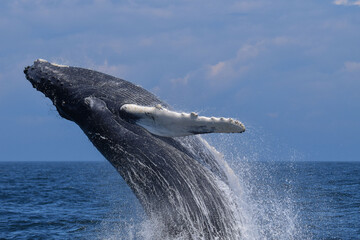 Breaching Humpback Whale 