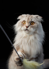 Regal Scottish Fold cat, poised and plush, against a stark black backdrop. Pet plays in studio 