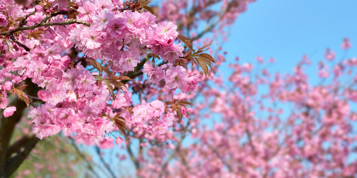 A close up of a tree with pink flowers. Sakura in Berlin, Germany.
