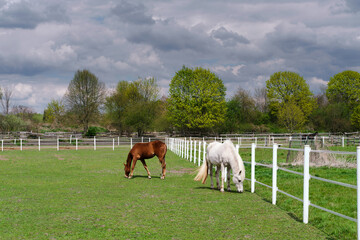 Two horses on a field, springtime, green grass, farm in Germany near Berlin
