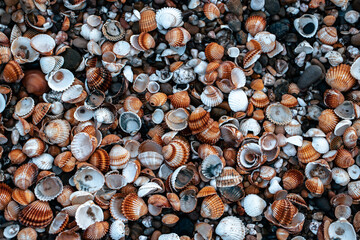Sea shells on sand as background photo. Mediterranean seaside. Catalonia seashore.