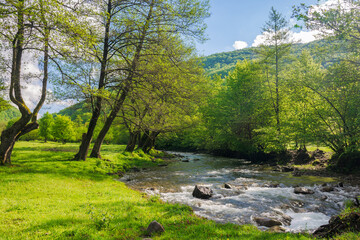 mountain landscape with river in spring. scenery with water stream winding through the valley on a sunny morning. trees on the grassy shore in green foliage under a bright blue sky with clouds