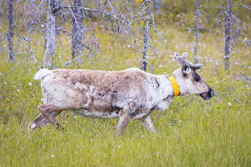 Cute reindeer grazing in a forest in Lapland, Finland