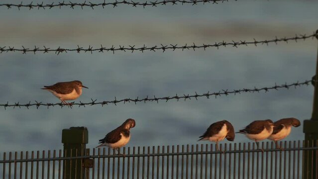 A group of common sandpipers (Actitis hypoleucos) balancering on a fench.