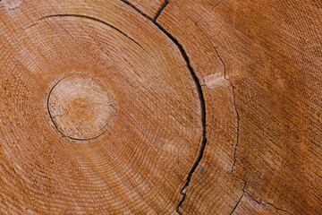 Close-up of old tree cut, wooden texture