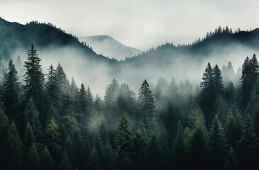Mystic Fog in the Mountain Pines